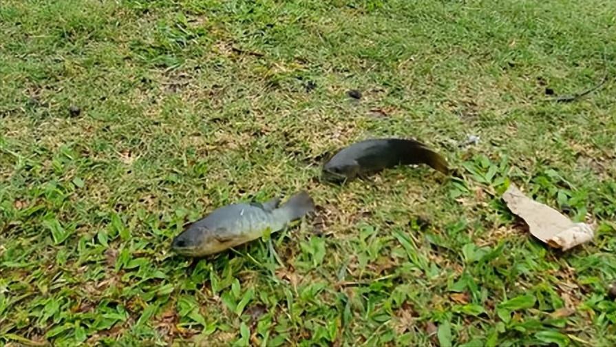 骞夸笢鏈変竴绉嶈兘鍦ㄩ檰鍦颁笂琛岃蛋鐨勯奔,鍗楁柟鏈変竴绉嶅緢甯歌鐨勯奔