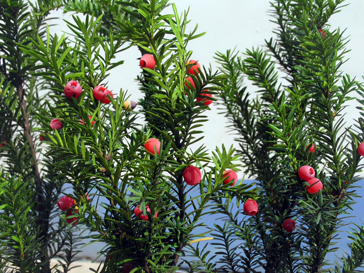 重庆南泉红豆杉,北碚青峰山红豆杉