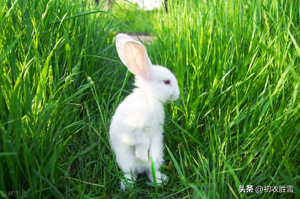 关于兔子的古诗和名句,与兔子有关的古诗词