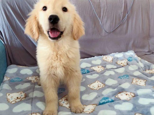 宠物死亡后怎么安葬,宠物去世的安葬方法