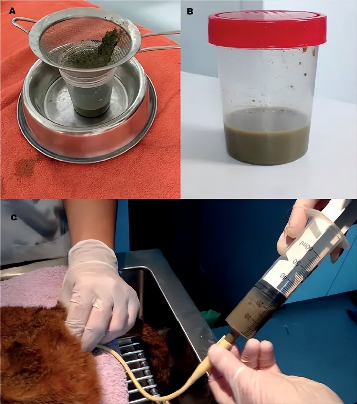 太香？太臭？猫咪排泄物的入药黑历史！