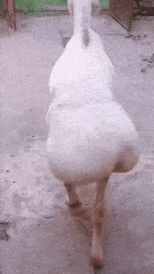 羊尾油和羊板油有什么区别,羊尾是油还是肥肉