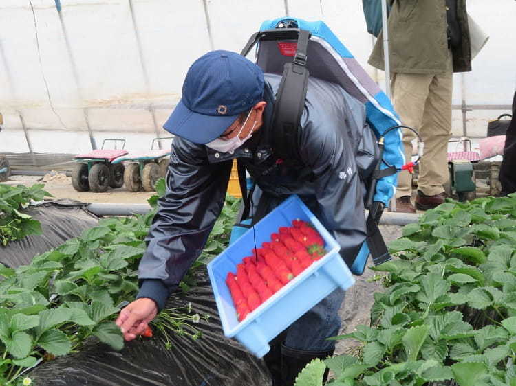 无需电源，可减轻腰部负担，日本智能农业“肌肉套装”来了