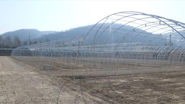 食用菌产业振兴力促增收富民,两当食用菌产业托起致富梦