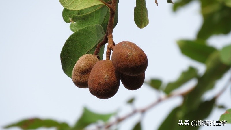 同在非洲大陆，同胞国家忍饥挨饿，它还出口牛油果、芝麻到中国