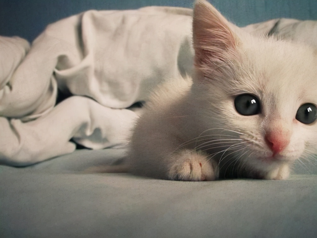 三个月的猫咪拉稀了怎么办,三个月的猫咪拉稀怎么办