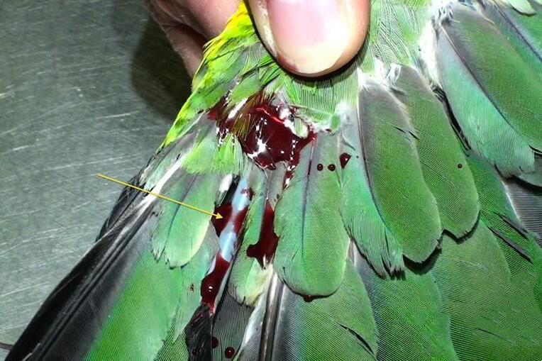 鹦鹉受伤怎么办,鹦鹉受伤了该怎么办