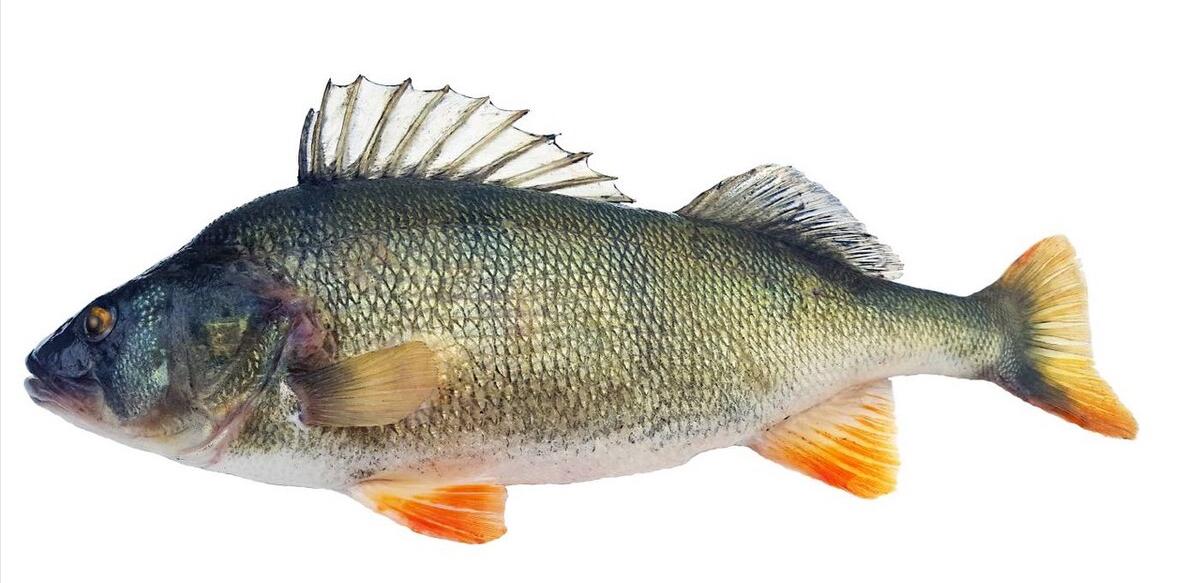 如何区别认识市面上常见的几种鱼,各种鱼怎么分类