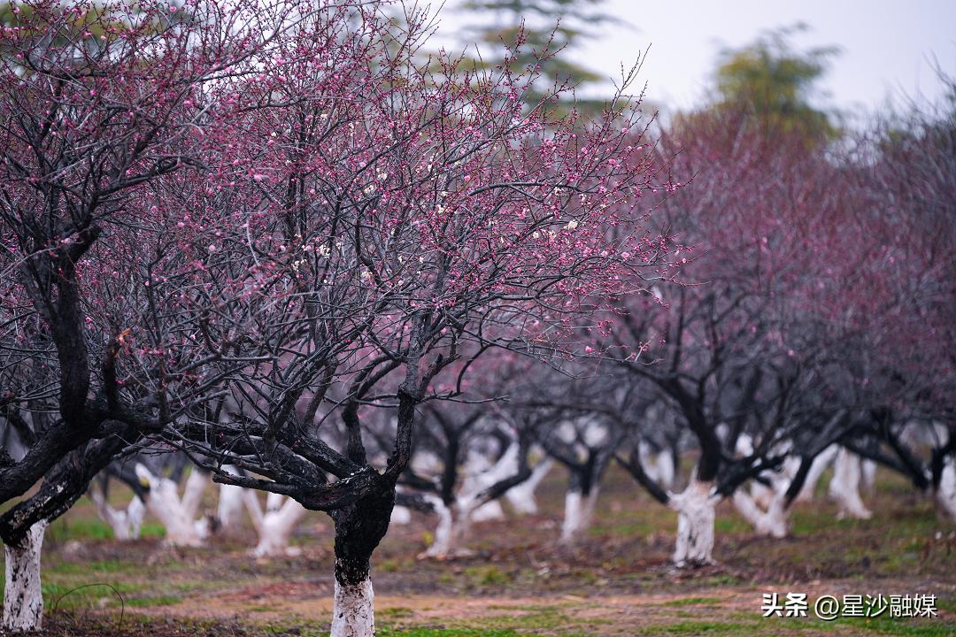 长沙春天赏花的地方有哪些,长沙春天哪里看花海