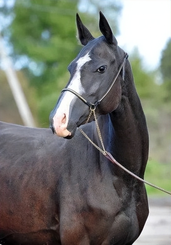 唐朝与回鹘的绢马贸易,唐朝的贸易