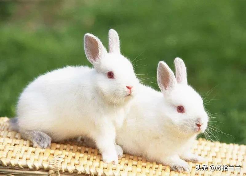 养殖500只兔子一年能赚多少,养殖3000只兔子