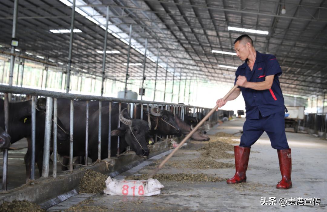 你平时喝的是公牛奶还是母牛奶,你平常喝的牛奶是真的牛奶吗