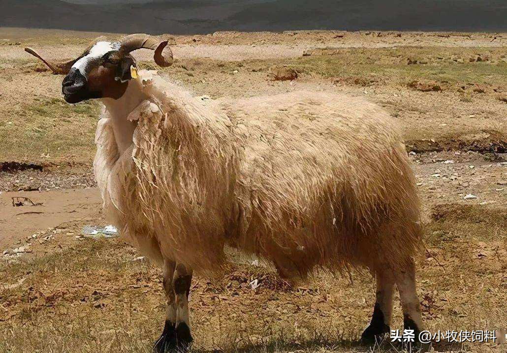 羊腿关节肿胀瘸是怎么回事,羊腿关节肿大用什么药