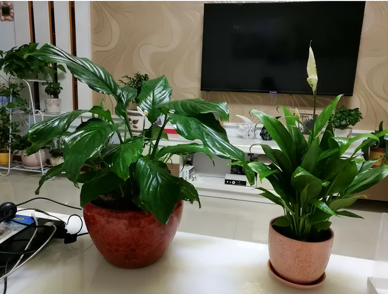 最旺家庭的6种花你家里有吗,家里有这6种花