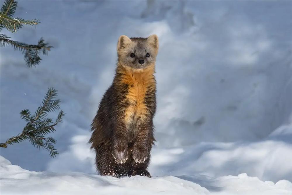 长白山发现宝物紫貂,长白山偶遇紫貂