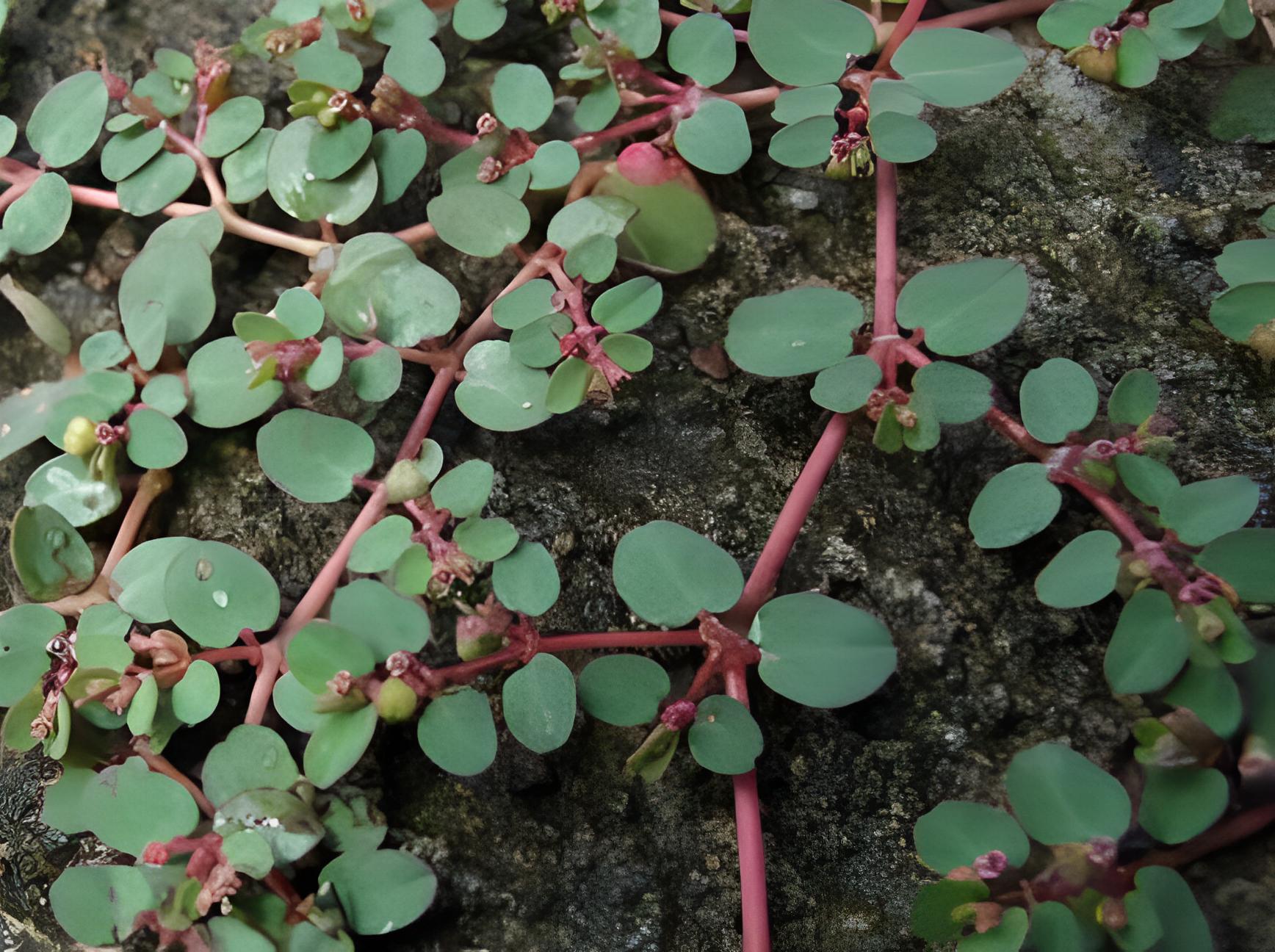 老中医看痔疮,老中医看痔疮怎么看