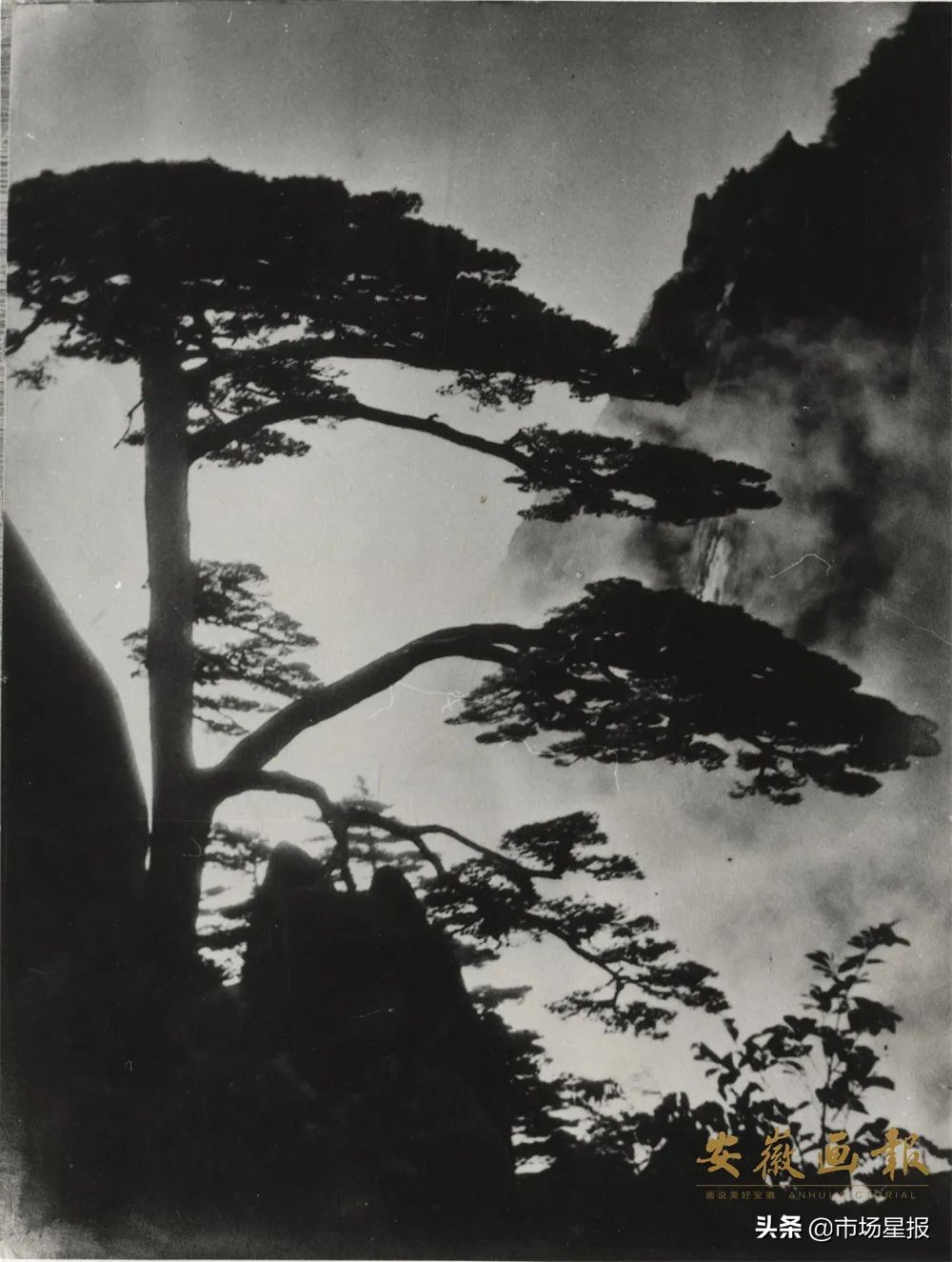 黄山迎客松守松人胡晓春,胡晓春黄山迎客松的守护者