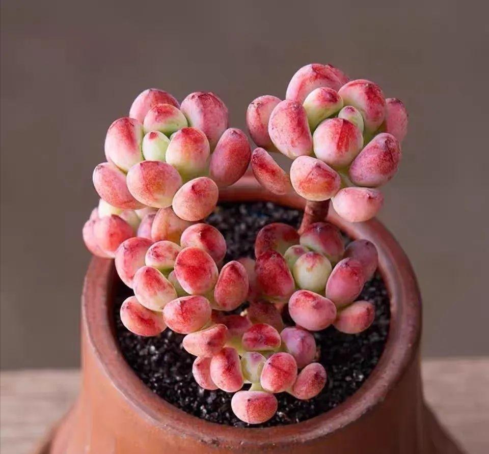 都说多肉漫画汤姆很娇气,我偏偏就不信,夏天也要丢在外面全露养