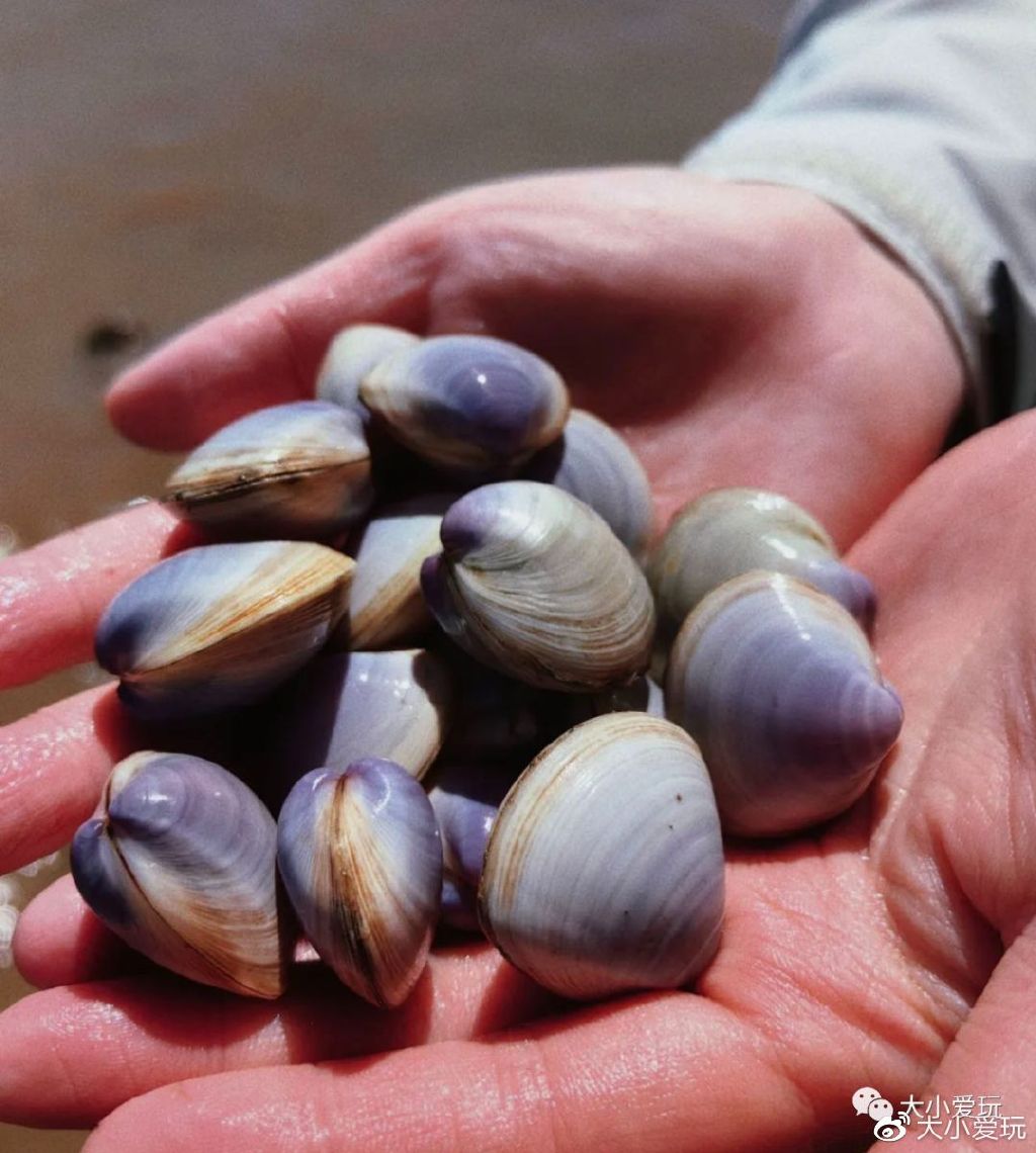 带娃赶海地点推荐去哪里,带孩子海边赶海3日游攻略