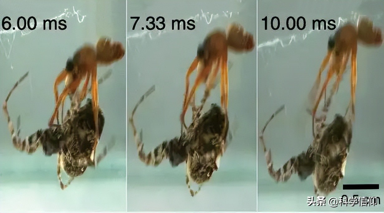 雌性昆虫靠什么来吸引雄性昆虫,雌性昆虫与雄性昆虫