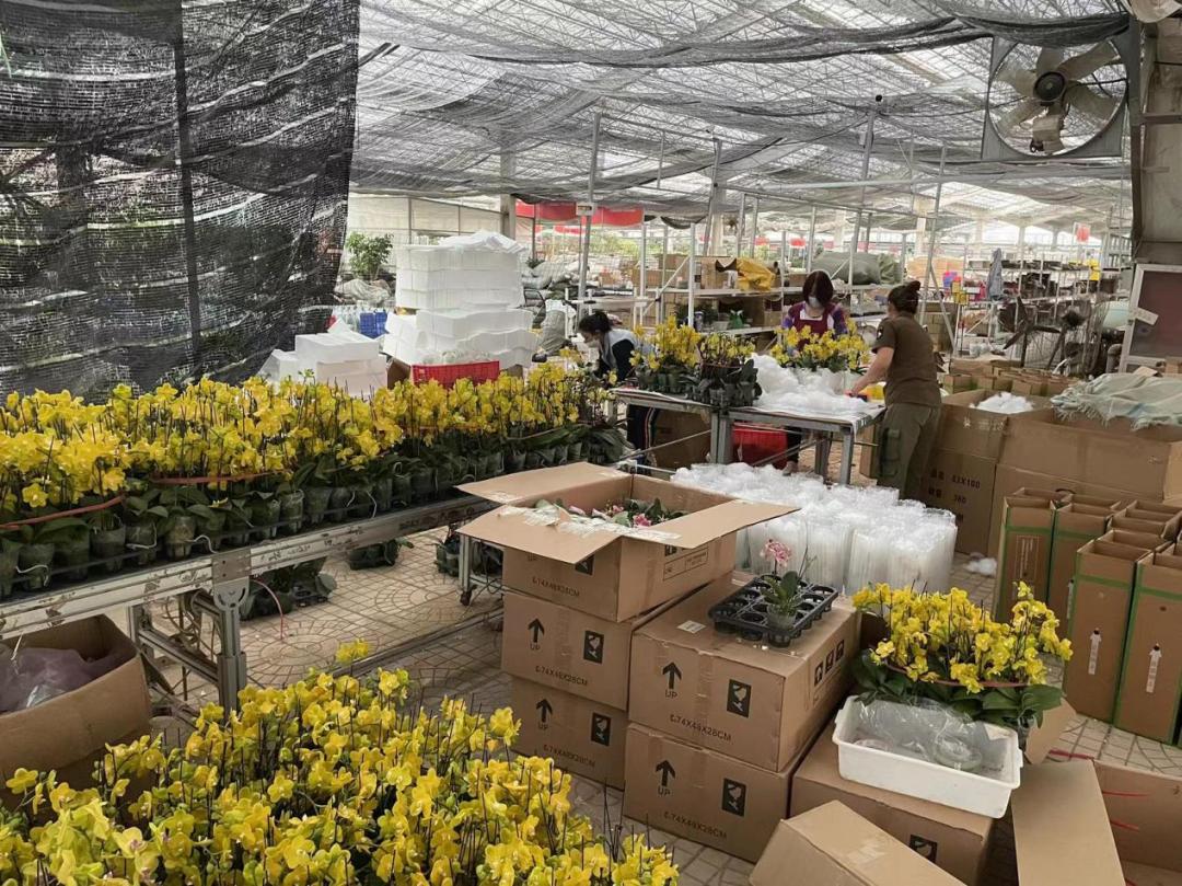 90后小伙打造绿植花卉“云仓”，月发货10万单，销售额超百万元