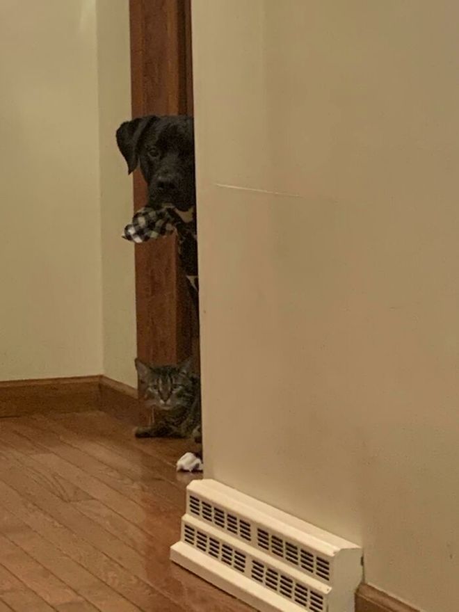 如何和狗互相交流,如何正确与狗狗互动