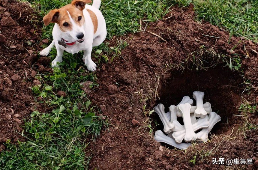 狗狗便便次数太多是什么原因,狗狗大便次数多了是怎么回事