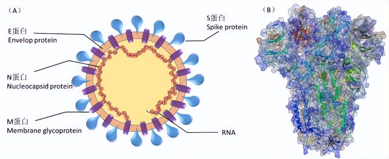 罗非鱼感染嗜水气单胞菌怎样治疗,罗非鱼病毒