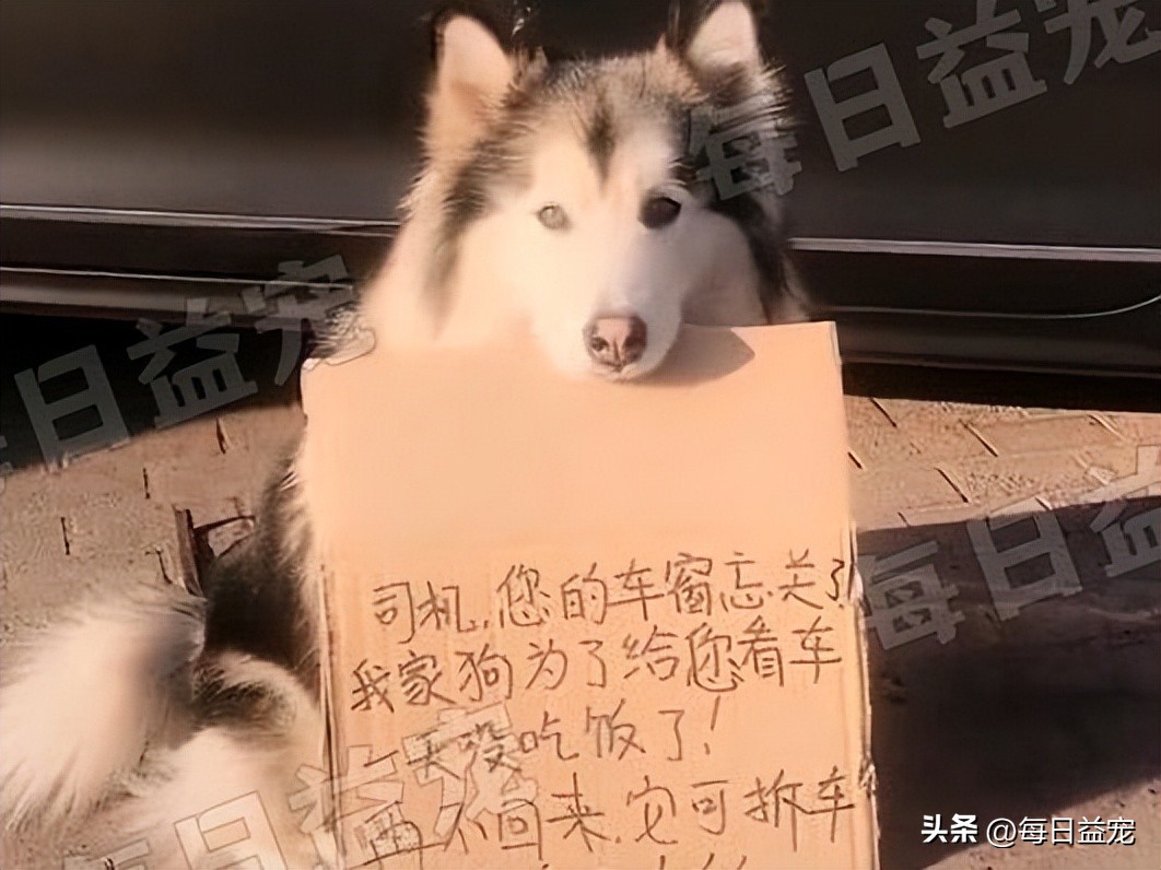 狗狗举动让人泪目,狗狗街头反应