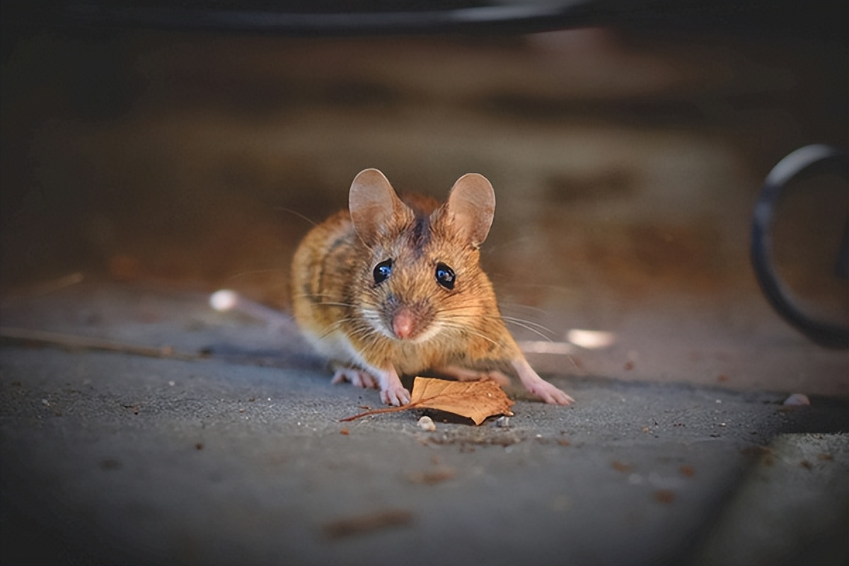 老鼠如此狡猾怎么消灭老鼠,家里有老鼠怎么办最快找到老鼠