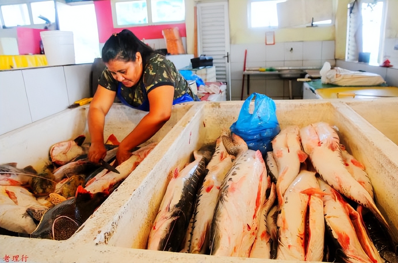 南美四国之旅,巴西亚马逊之行