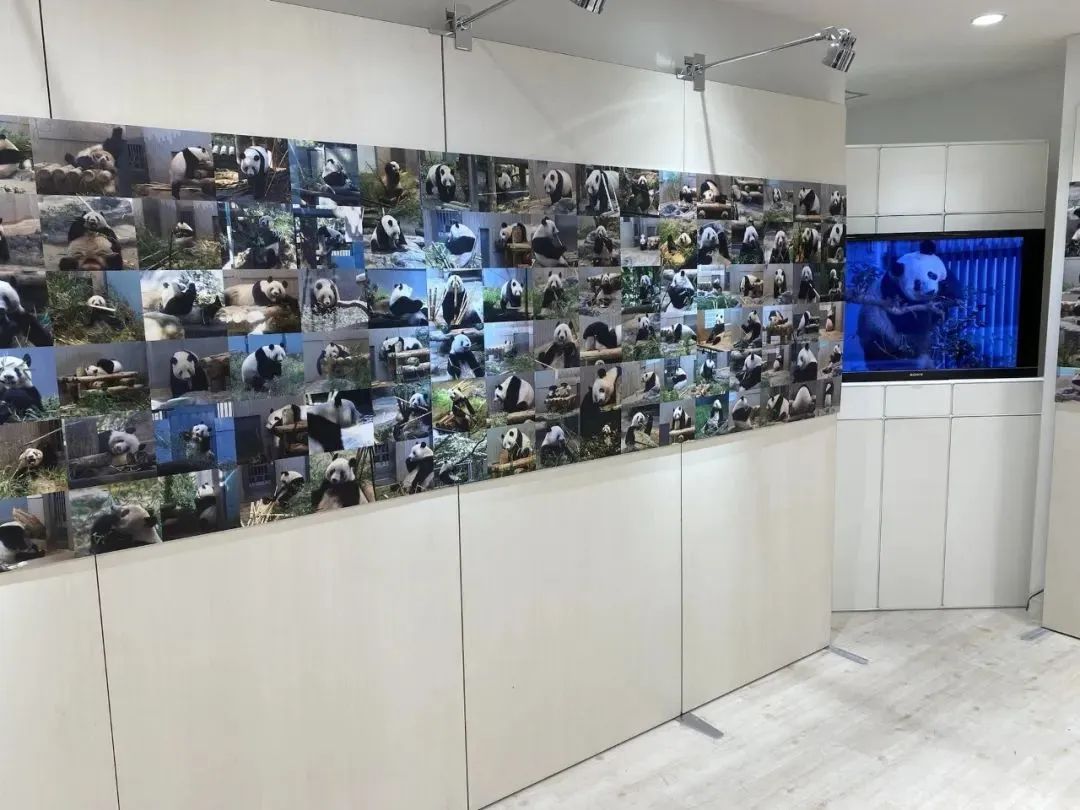 大熊猫香香回国香香出生,大熊猫香香回国后首次露面