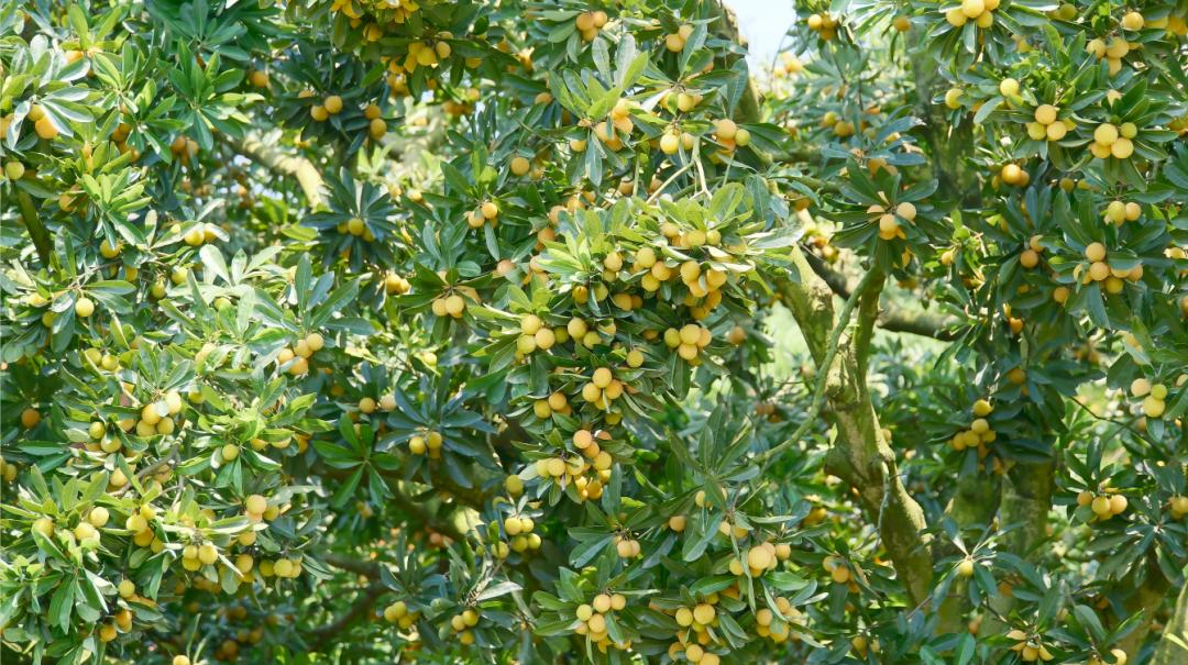 带你们体验摘杨梅的乐趣,酸酸甜甜的杨梅有谁陪我一起采摘