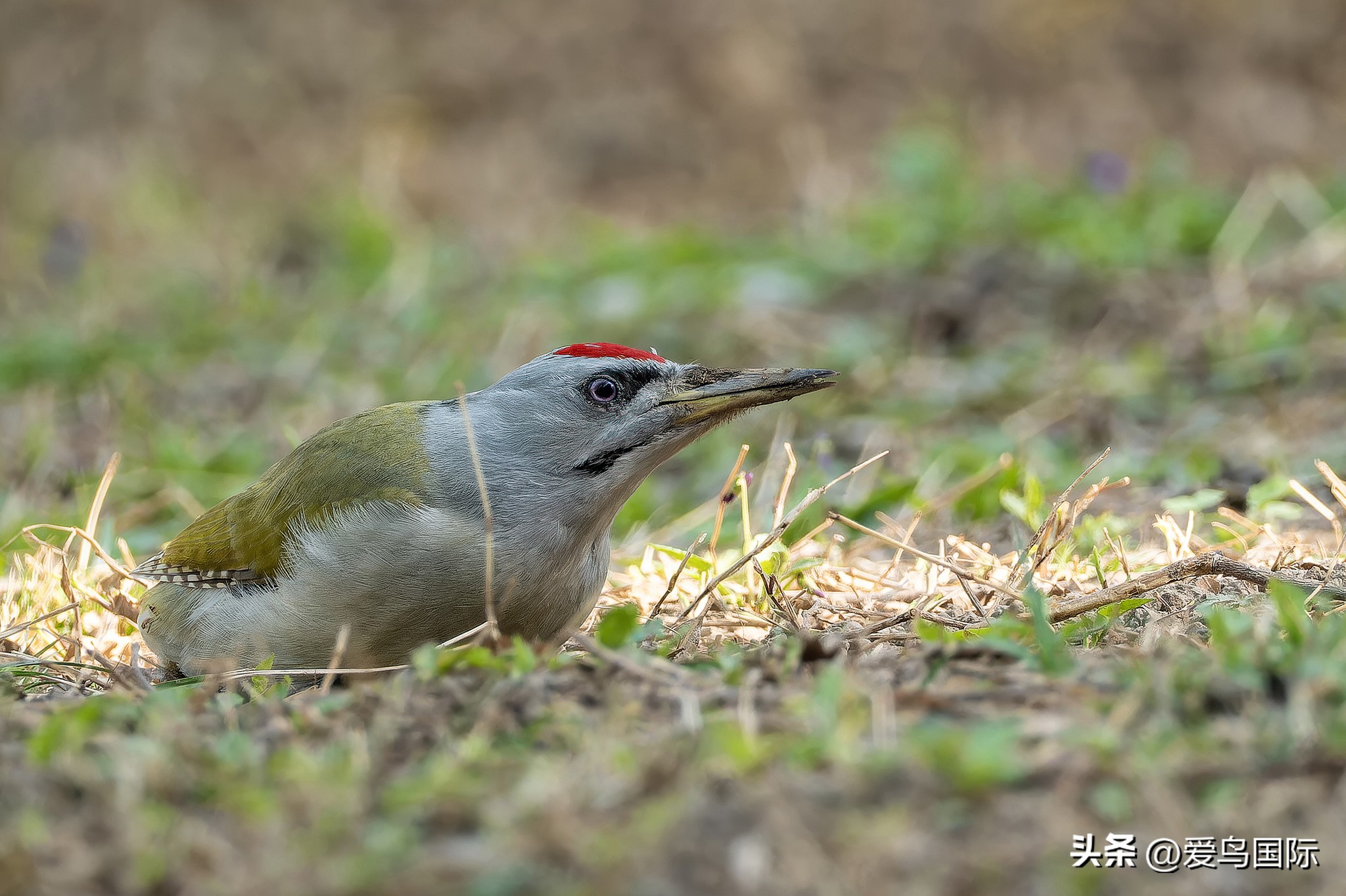富士xh2s必备镜头,富士x-h2s配人像镜头