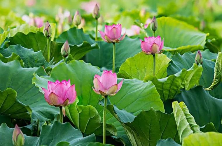 5月至7月有哪些花开,6月有哪些花开