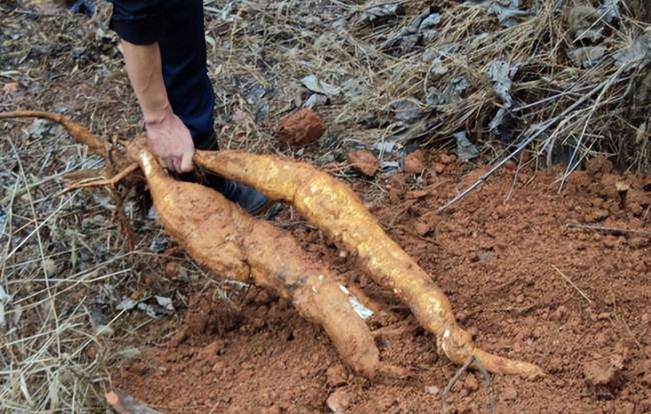 为什么葛根可以在美国泛滥,葛根泛滥