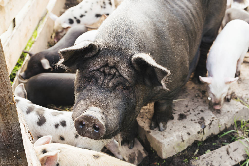 胖兽医说妊娠母猪临产诊断