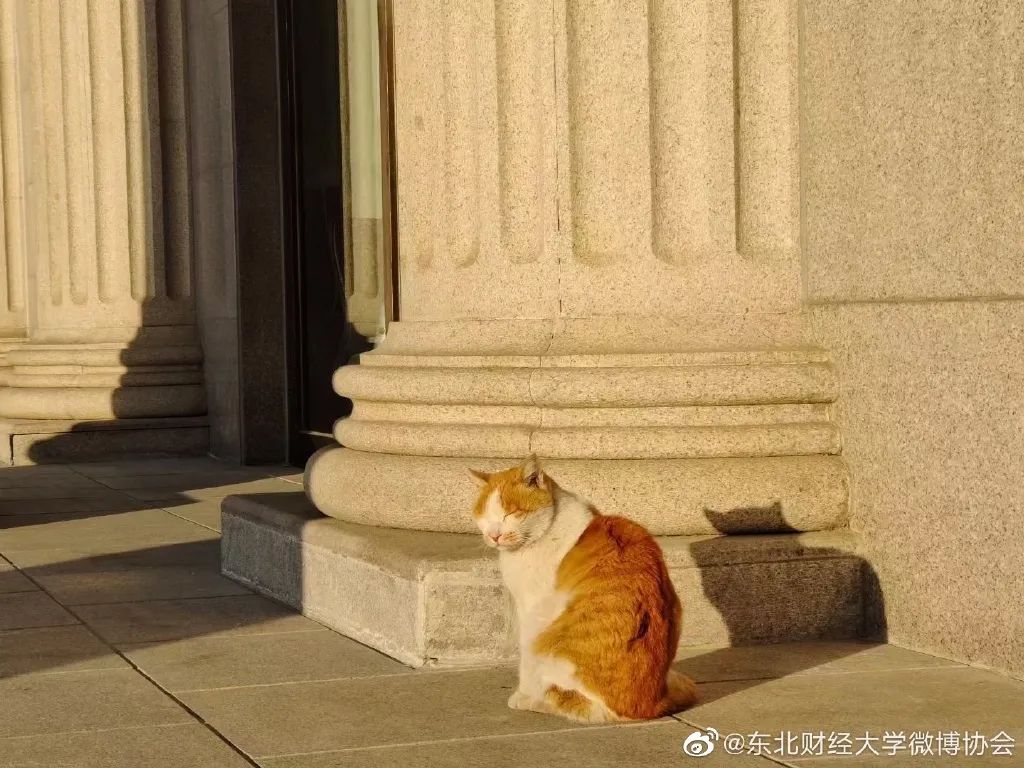 东北财经大学发讣告,东北财经大学为猫发讣告