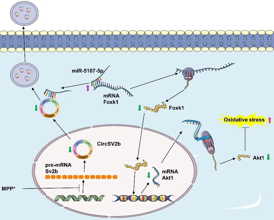 世界帕金森病日第28个主题,世界帕金森病日完整版