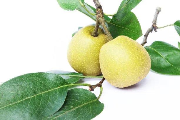 广东早脆梨种植前景,甜脆梨种植技术视频