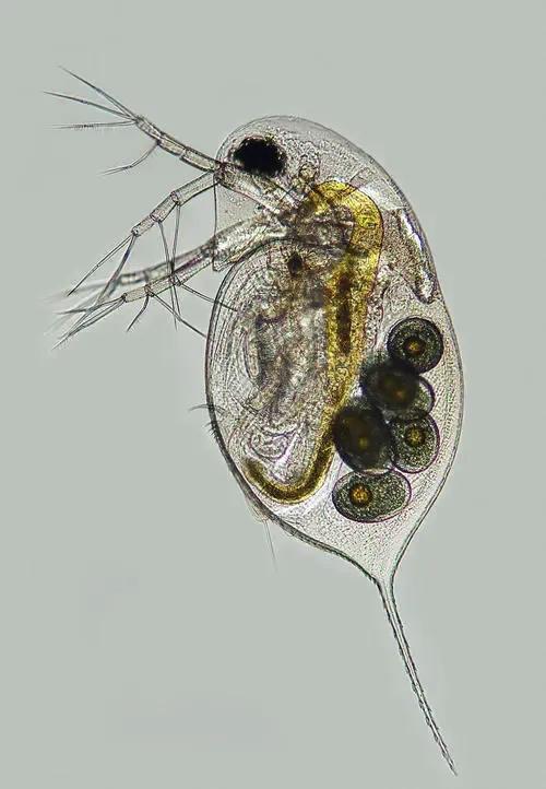水蚤喂金鱼的优缺点,水蚤怎么跟金鱼一起养