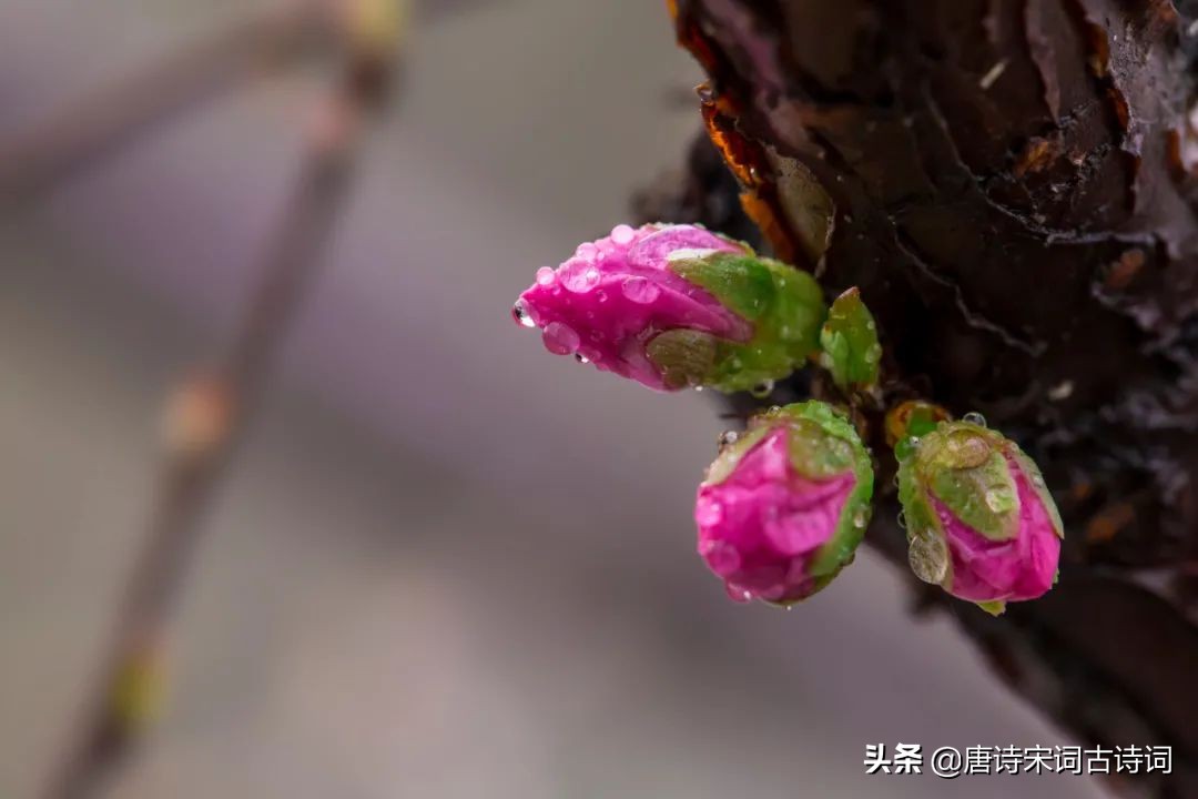 春天在哪里完整版,春天在哪里歌词