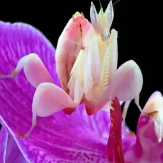 螳螂吃掉自己丈夫的头,螳螂为什么吃掉配偶螳螂吃蛇