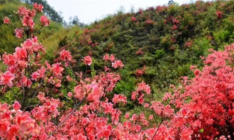 杜鹃花开杜鹃岭,杜鹃花开石窝村