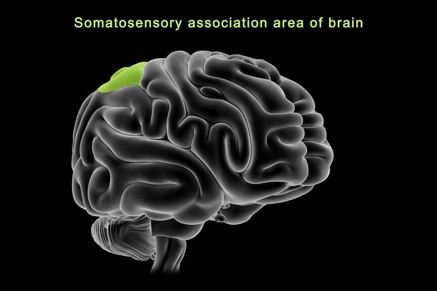 宝宝天生左撇子，到底要不要纠正，听听“神经科医生”怎么说