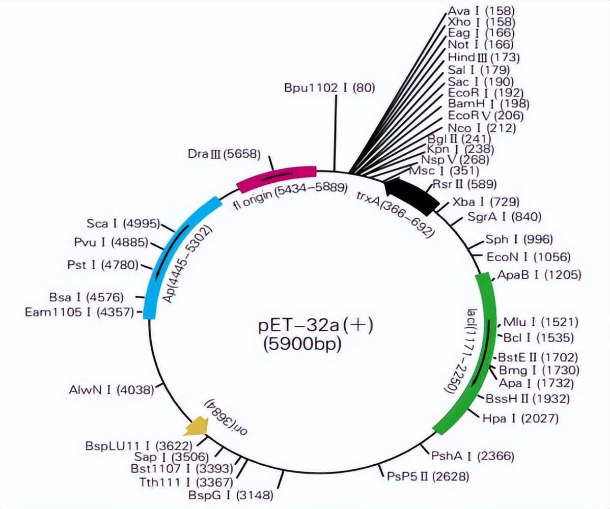 罗非鱼感染嗜水气单胞菌怎样治疗,罗非鱼病毒