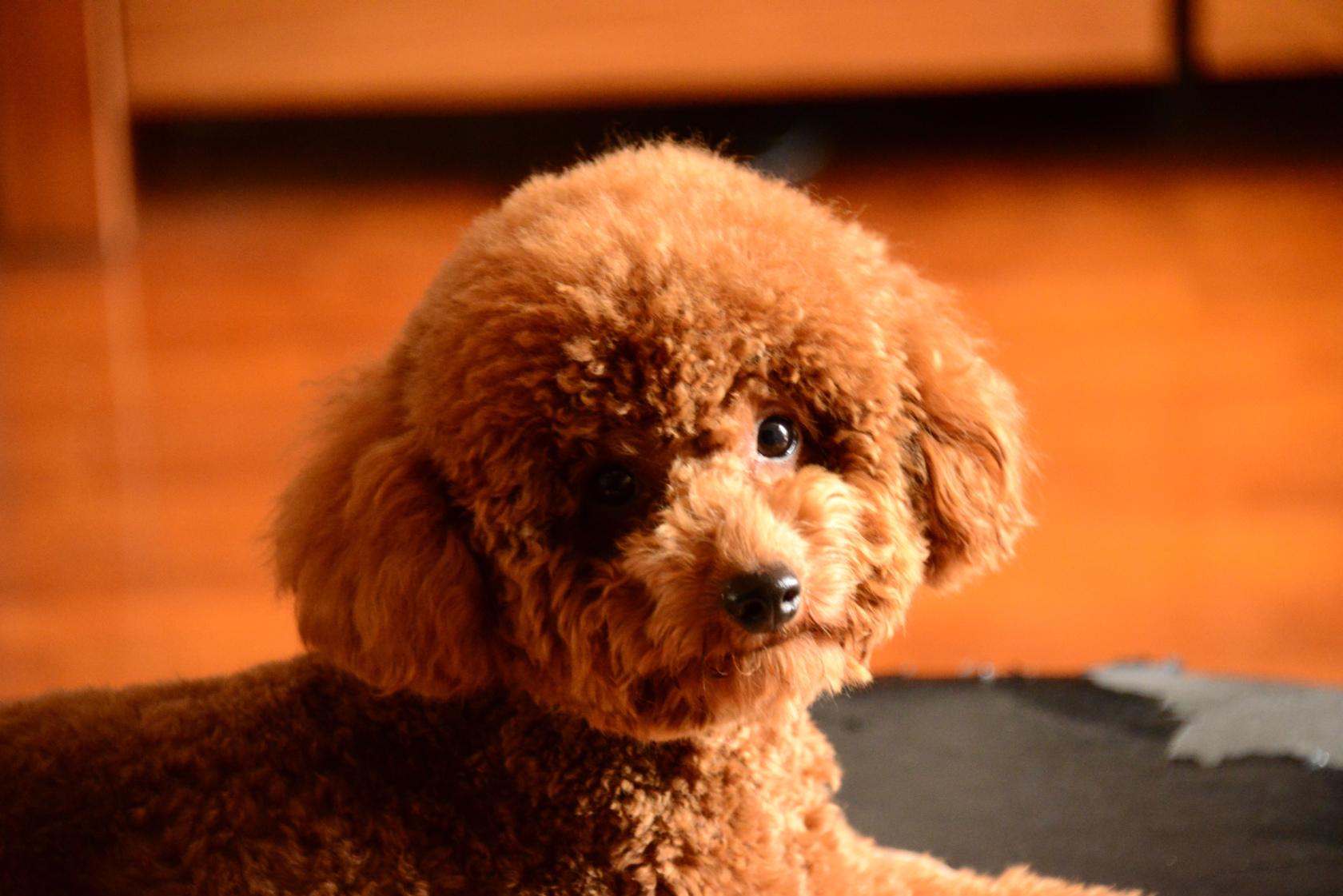 新手怎么饲养泰迪犬,饲养泰迪犬的注意事项是什么