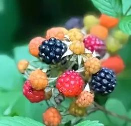 13岁女儿患重度抑郁症怎么办,13岁女儿重度抑郁症该怎么办