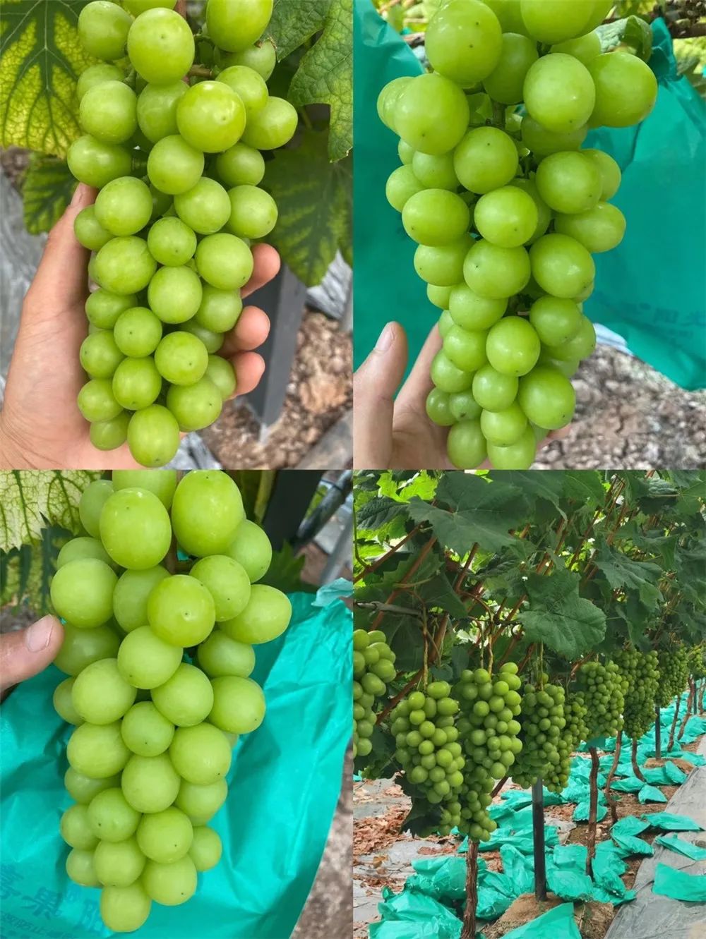 四川雅安糖心苹果自然采摘,雅安苹果采摘