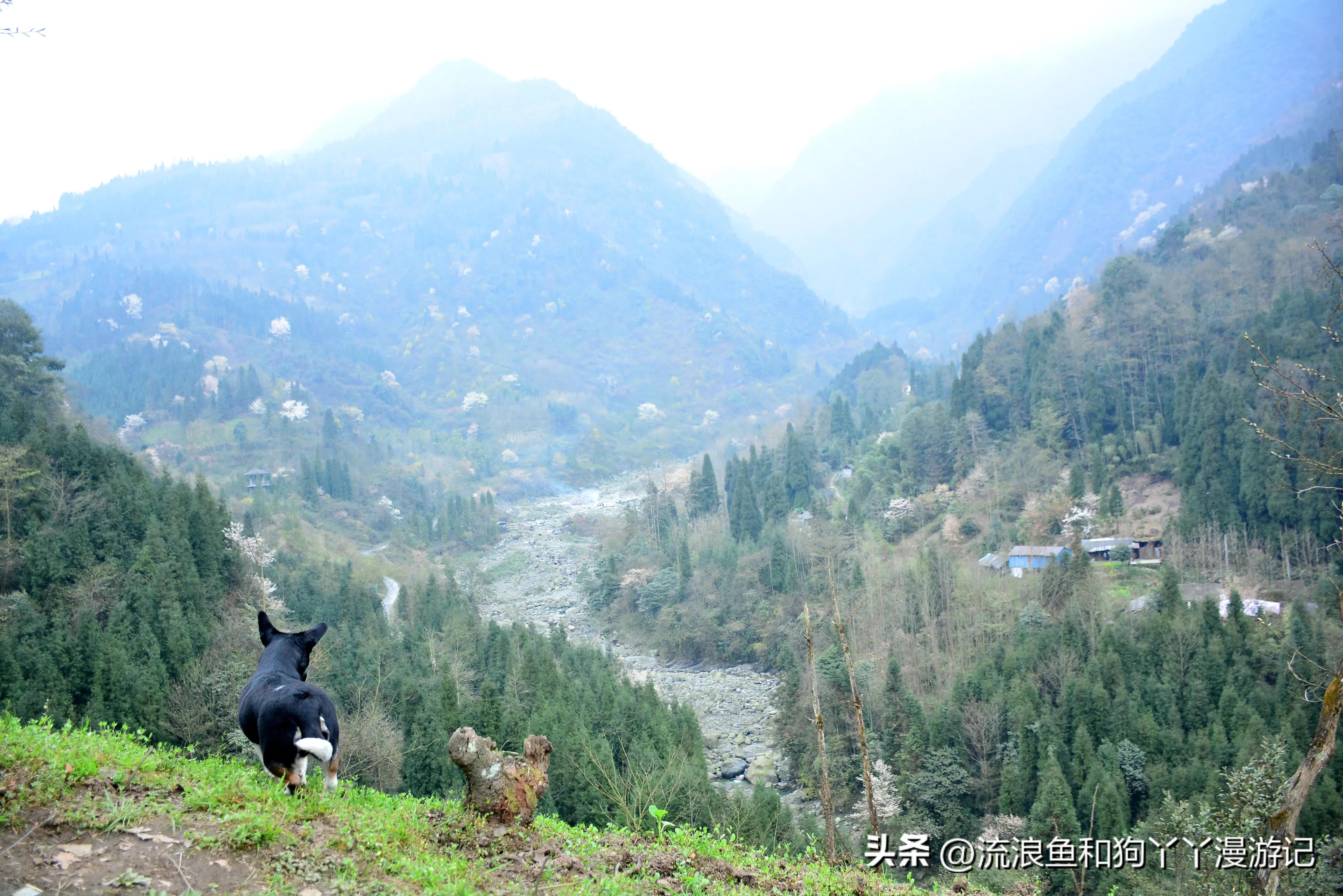 四月份成都近郊一日游好去处,2022成都近郊看雪一日游最佳去处